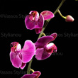 "Orchid - Phalaenopsis" stock image No.001894